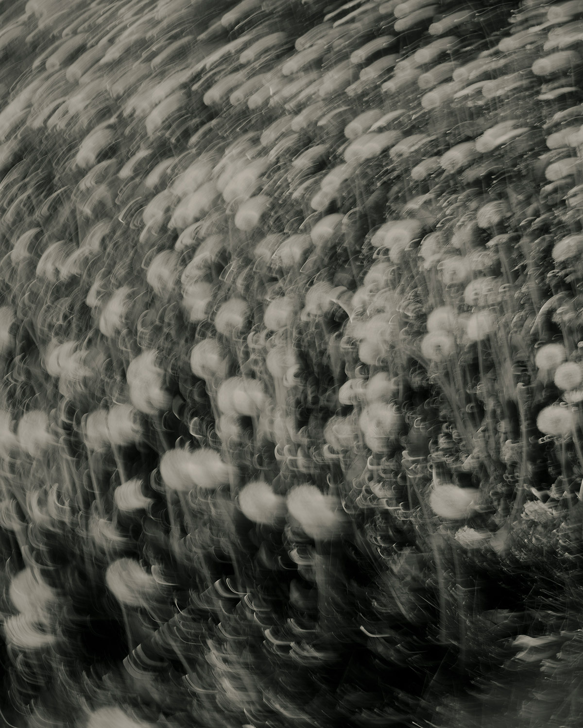 Dandelions moved by camera shake, black and white